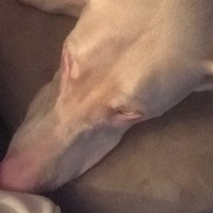 Meet your Posher, George